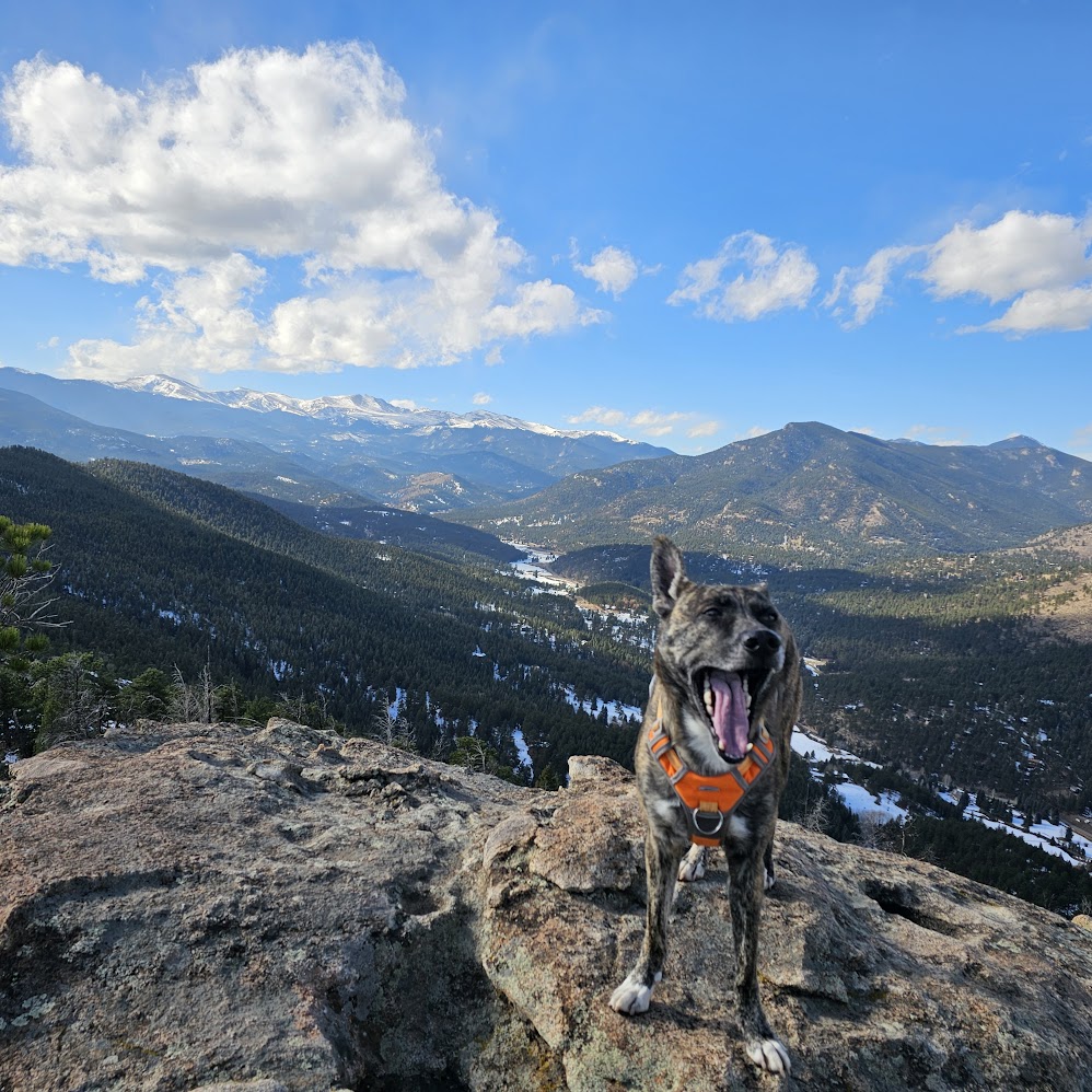 Dog on a mountain